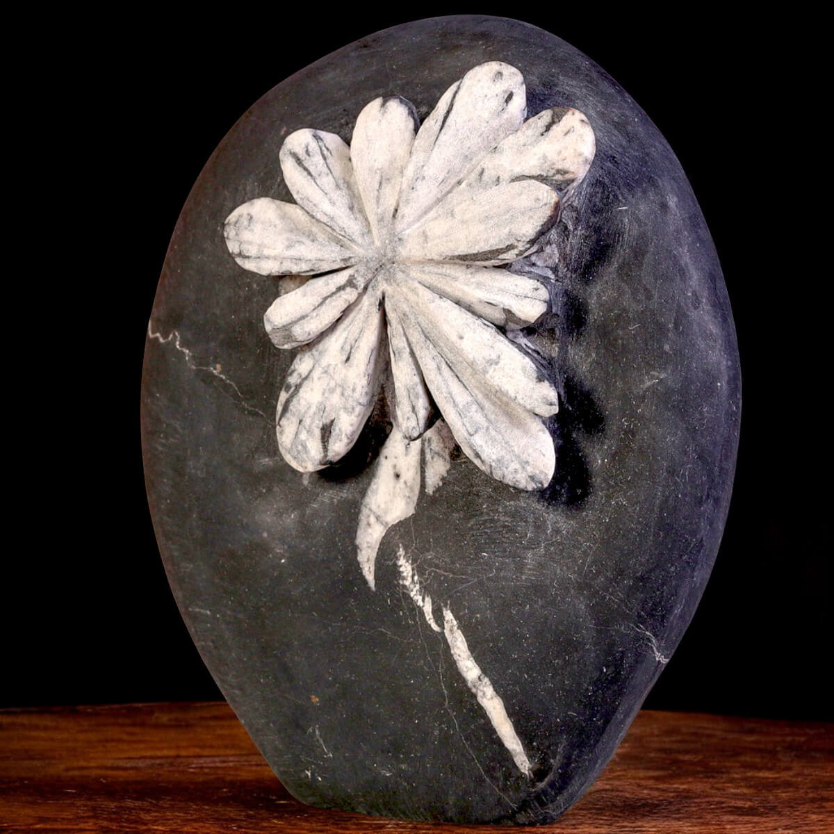 Chrysanthemum Stone – A Petrified Flower in Rock.